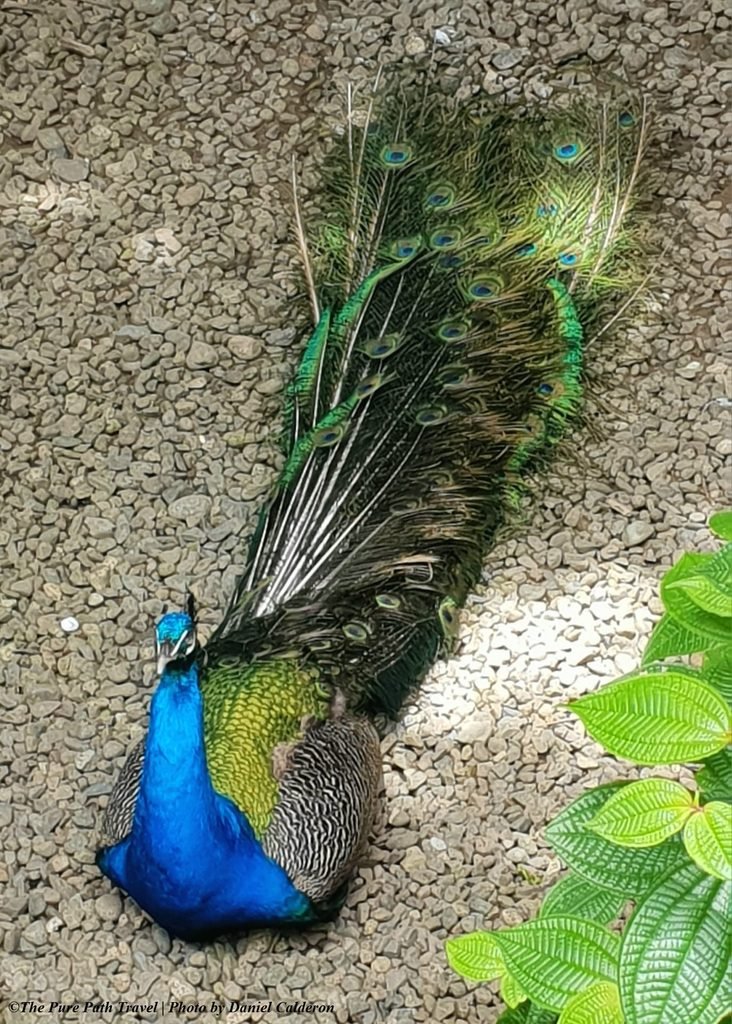 A beautiful top-down photograph of a vibrant blue and green peacock resting calmly on a gravel path next to bright green leaves.