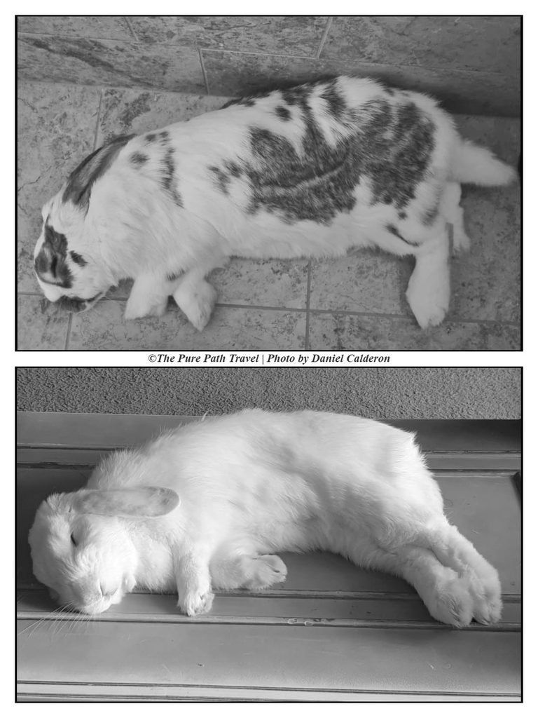 A close-up black and white photograph of two beloved rehomed bunnies lying completely flat and sleeping peacefully side-by-side on a carpeted floor.